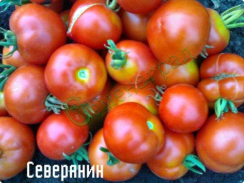 Семена томатов Северянин (20 семян) Семенаград