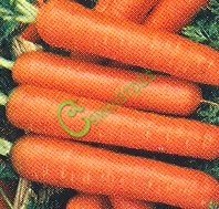 Семена моркови «Нантская-4»- 1 чайн. ложка Семенаград