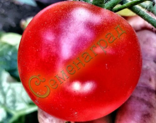 Семена томатов Флорида (20 семян) Семенаград