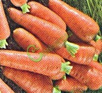 Семена моркови «Шантане королевская» - 1 чайн. ложка Семенаград