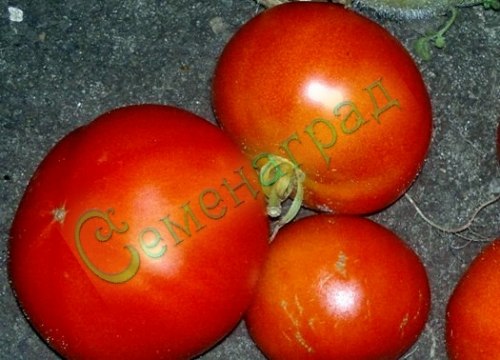 Семена томатов Флор Америка (20 семян) Семенаград