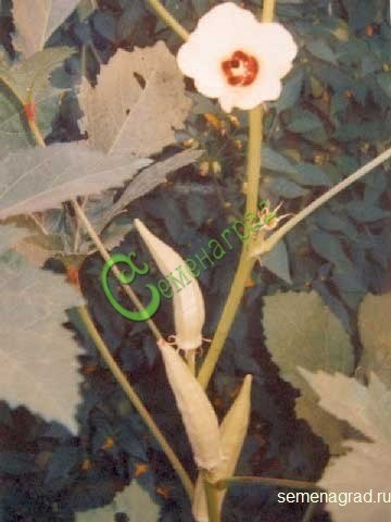 Семена почтой Бамия «Сона» - 5 семян Семенаград