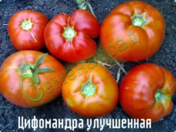 Семена томатов Цифомандра улучшенная (сорт томата) - 20 семян