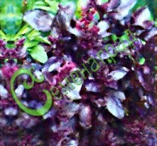 Семена Базилик обыкновенный "Пурпурные звёзды" - 20 семян Семенаград