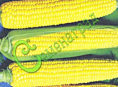 Семена Кукуруза сахарная «Кубанская консервная 148» - 5 семян Семенаград
