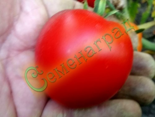Семена томатов Ямал (20 семян) Семенаград