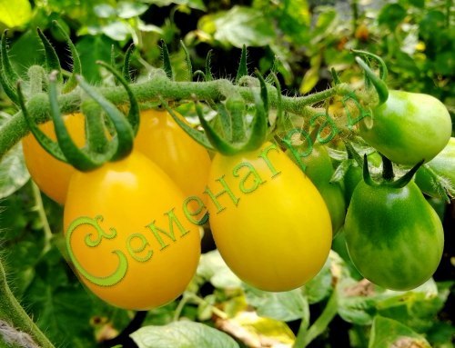 Семена почтой томат Янтарная капля (20 семян) Семенаград