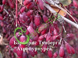 Семена Барбарис Тунберга «Атропурпуреа» - 20 семян Семенаград