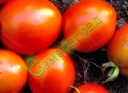 Семена томатов Анжелика (20 семян) Семенаград