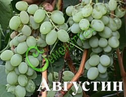 Семена Виноград «Августин» - 10 семян Семенаград