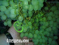 Семена Виноград «Алёшенькин» - 10 семян Семенаград