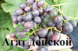 Семена Виноград «Агат донской» - 10 семян Семенаград