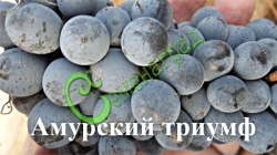 Семена Виноград амурский «Амурский триумф» - 10 семян Семенаград