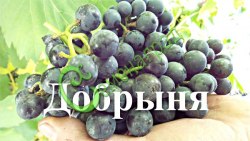 Семена Виноград амурский «Добрыня» - 10 семян Семенаград