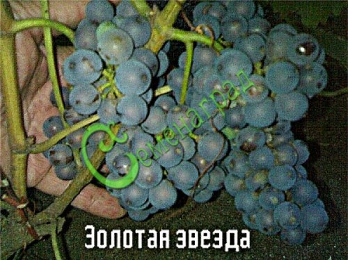 Семена Виноград амурский «Золотая звезда» - 10 семян Семенаград