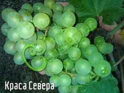Семена Виноград «Краса Севера» - 10 семян Семенаград