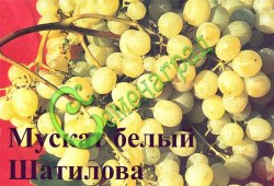 Семена Виноград «Мускат белый Шатилова» - 10 семян Семенаград