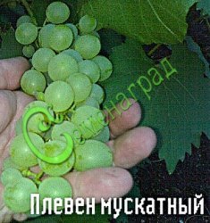 Семена Виноград «Плевен мускатный» - 10 семян Семенаград