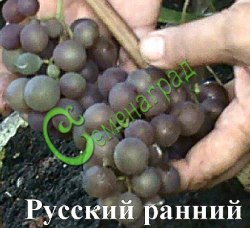 Семена Виноград «Русский ранний» - 10 семян Семенаград