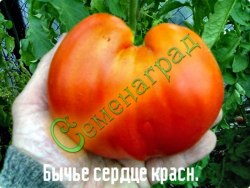 Семена томатов Бычье сердце красный ( 20 семян ) Семенаград