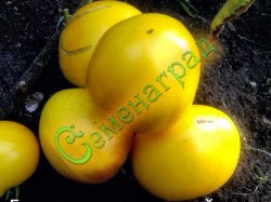 Семена томатов Бычье сердце желтый (20 семян) Семенаград