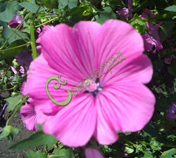 Семена Лаватера розовая - 15 семян
