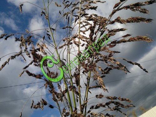 Семена Суданская трава (сорго суданское), 30 семян Семенаград