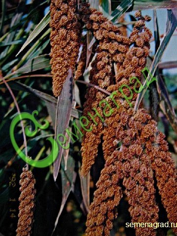 Семена почтой Чумиза коломенская, 30семян Семенаград
