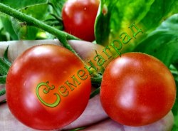 Семена томатов Гаврош (20 семян) Семенаград