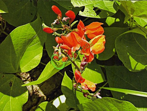 Семена Фасоль многоцветковая (огненно-красная, бобы турецкие) - 5 семян Семенаград