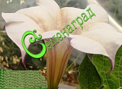 Семена Дурман Розовый граммофон - 5 семян Семенаград
