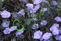 Семена Вискария «Бриллиант» - 30 семян Семенаград
