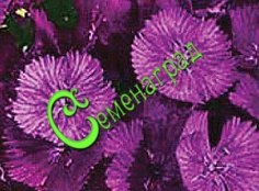Семена гвоздики турецкой «Фиолетовая гора» - 30 семян Семенаград