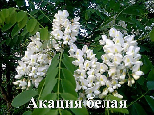Семена Акация белая - 1 уп - 20 семян Семенаград