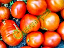 Семена томатов Китайский грунтовый (20 семян) Семенаград