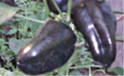 Семена сладкого перца Фиолетовый Васильева - 10 семян