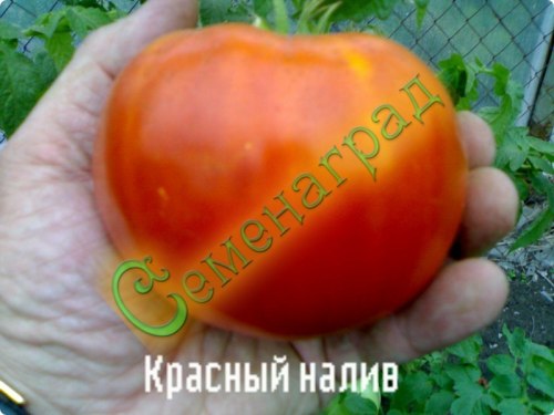 Семена томатов Красный налив (20 семян) Семенаград