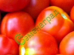 Семена томатов Лебяжинский (20 семян) Семенаград