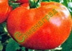 Семена томатов Ленивец (20 семян) Семенаград