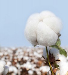 Подушка "Мелатонин" / арт. 284-31