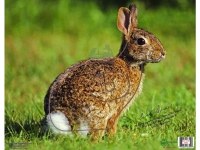 Мишень Кролик NICE Targets Rabbit