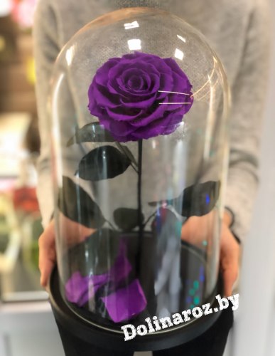 Роза в стеклянной колбе (пурпурная) VIP