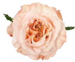 Роза Шиммер (Shimmer) 70 см