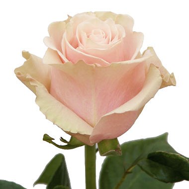 Роза Пинк Мондиаль (Pink Mondial)