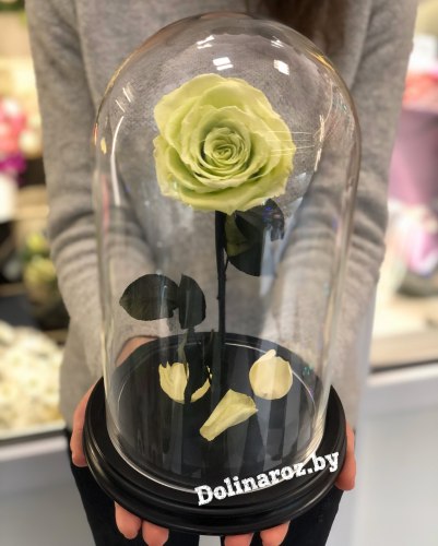 Роза в стеклянной колбе (фисташковая) Premium