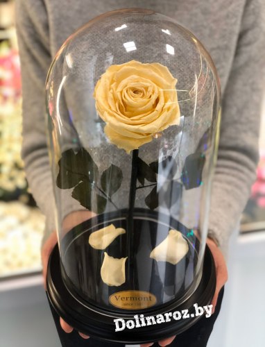 Роза в стеклянной колбе (кремово-желтая) Premium