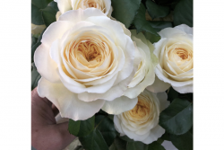 Пионовидная роза Роял Парк (Royal Park)