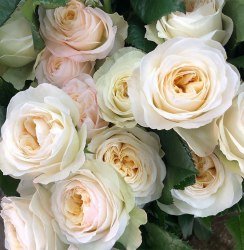 Пионовидная роза Роял Парк (Royal Park)