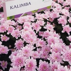 Кустовая хризантема Калимба (Kalimba)