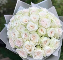 Пионовидная роза Уайт Охара (White Ohara)